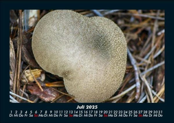 Produktbild: Pilzkalender 2025 Fotokalender DIN A5