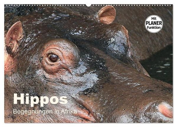 Produktbild: Hippos - Begegnungen in Afrika (Wandkalender 2027 DIN A2 quer), CALVENDO Monatskalender