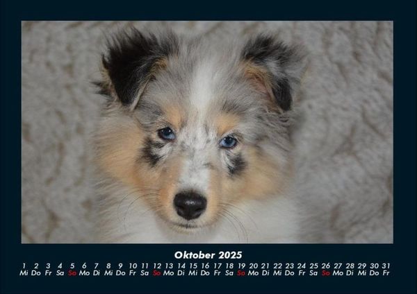 Produktbild: Welpen 2025 Fotokalender DIN A4