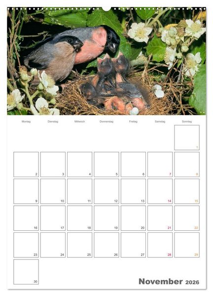 Produktbild: Sperlingsv&ouml;gel an der Schwelle zum Leben (hochwertiger Premium Wandkalender 2026 DIN A2 hoch), Kunstdruck in Hochglanz