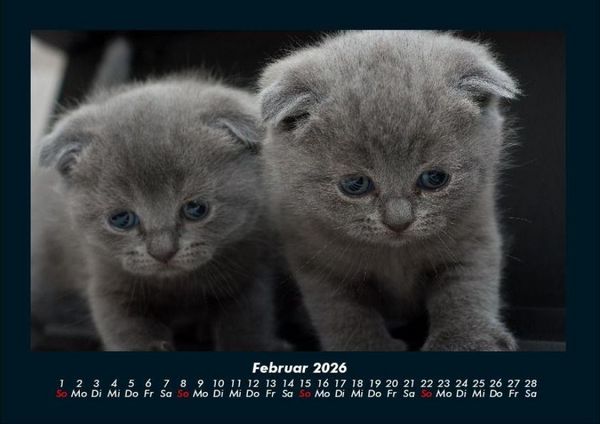 Produktbild: F&uuml;r Katzenfreunde 2026 Fotokalender DIN A4