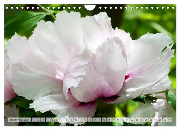 Produktbild: PFINGSTROSEN Rosen ohne Dornen (Wandkalender 2026 DIN A4 quer), CALVENDO Monatskalender