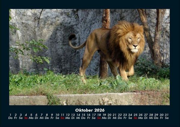 Produktbild: L&ouml;wen in der Wildnis 2026 Fotokalender DIN A4