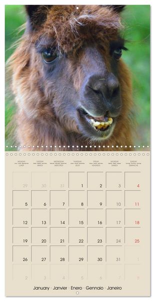 Produktbild: Alpacas & Llamas (Wall Calendar 2026 12 &times; 12 Inch) CALVENDO 12 Month Wall Calendar