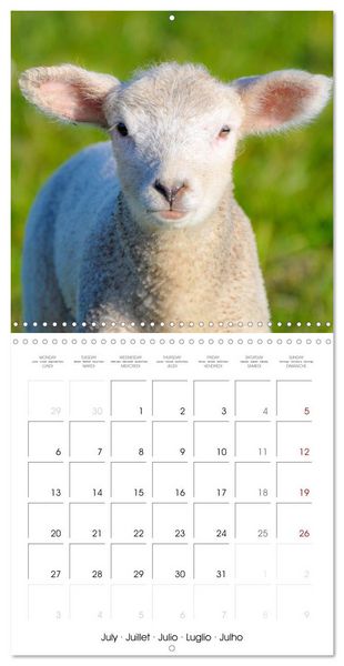 Produktbild: The wonderful world of sheep (Wall Calendar 2026 12 &times; 12 Inch) CALVENDO 12 Month Wall Calendar