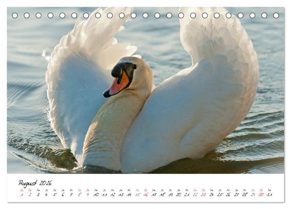 Produktbild: Ein Jahr mit den Schw&auml;nen (Tischkalender 2026 DIN A5 quer), CALVENDO Monatskalender