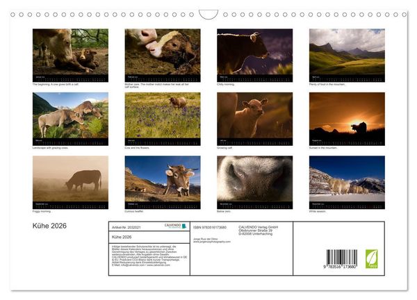 Produktbild: K&uuml;he 2026 (Wandkalender 2026 DIN A3 quer), CALVENDO Monatskalender