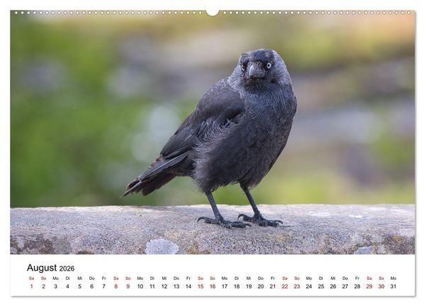 Produktbild: Wales Land der Sehensw&uuml;rdigkeiten, Landschaften und Natur (Wandkalender 2026 DIN A2 quer), CALVENDO Monatskalender