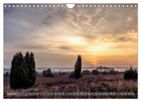 Produktbild: Die L&uuml;neburger Heide - In voller Bl&uuml;te (Wandkalender 2026 DIN A4 quer), CALVENDO Monatskalender