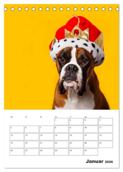 Produktbild: colorful world of boxer 2026 (Tischkalender 2026 DIN A5 hoch), CALVENDO Monatskalender