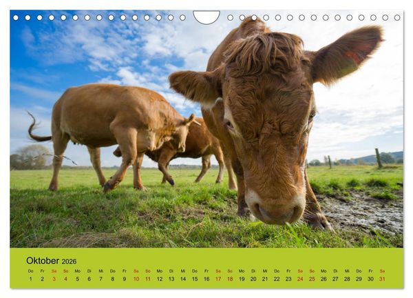 Produktbild: Kuhckst du? (Wandkalender 2026 DIN A4 quer), CALVENDO Monatskalender