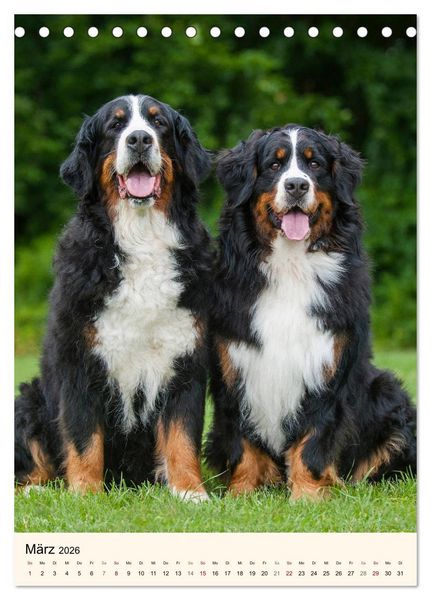 Produktbild: Die sch&ouml;nste Rasse der Welt - Berner Sennenhund (Tischkalender 2026 DIN A5 hoch), CALVENDO Monatskalender