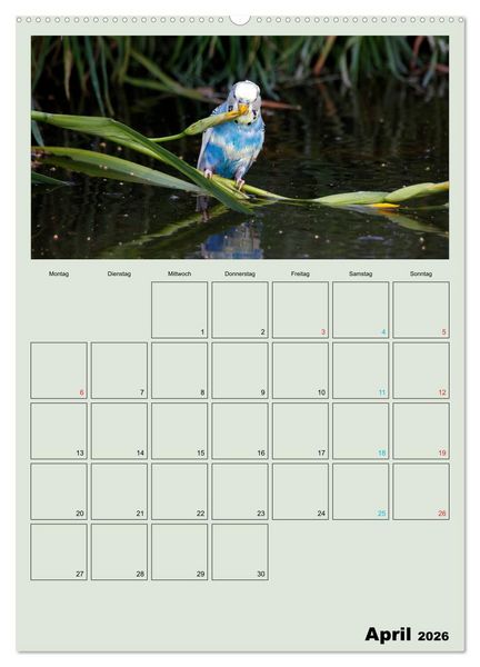 Produktbild: Wellensittiche Terminplaner (hochwertiger Premium Wandkalender 2026 DIN A2 hoch), Kunstdruck in Hochglanz