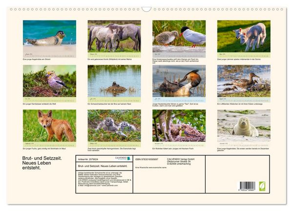 Produktbild: Brut- und Setzzeit. Neues Leben entsteht. (Wandkalender 2026 DIN A2 quer), CALVENDO Monatskalender