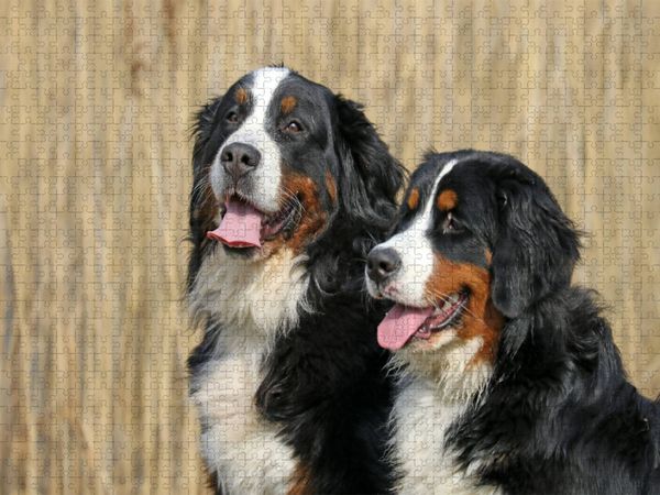 Produktbild: CALVENDO Puzzle Berner Sennenhunde | 1000 Teile Lege-Gr&ouml;&szlig;e 64x48cm Foto-Puzzle f&uuml;r gl&uuml;ckliche Stunden