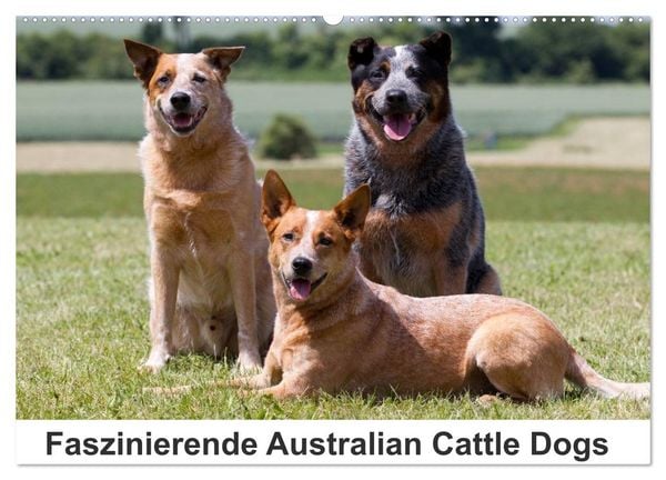 Faszinierende Australian Cattle Dogs (Wandkalender 2026 DIN A2 quer), CALVENDO Monatskalender