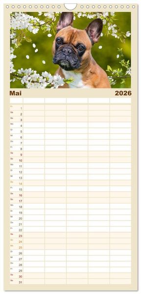 Produktbild: Familienplaner 2026 - Kleine Helden - Franz&ouml;sische Bulldoggen mit 5 Spalten (Wandkalender, 21 x 45 cm) CALVENDO