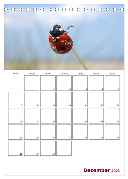 Produktbild: Marienk&auml;fergl&uuml;ck (Tischkalender 2026 DIN A5 hoch), CALVENDO Monatskalender