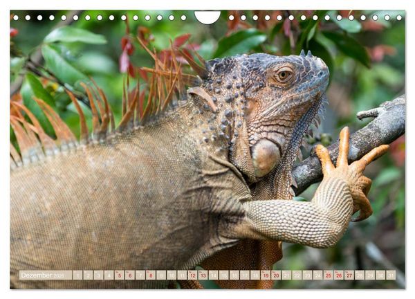 Produktbild: Farbenfrohes Costa Rica (Wandkalender 2026 DIN A4 quer), CALVENDO Monatskalender