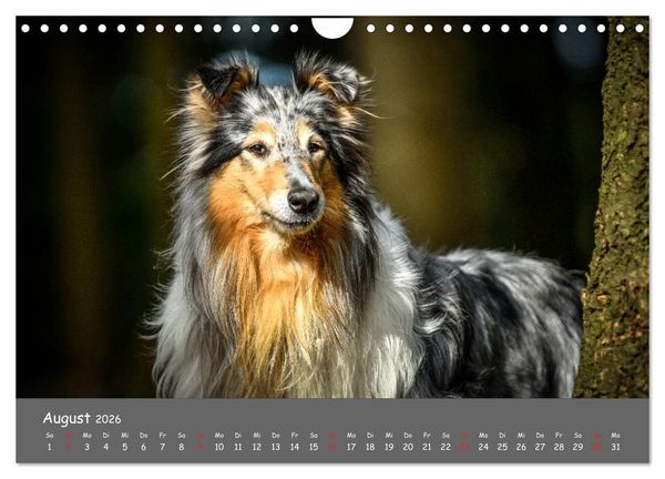 Produktbild: Einmal Collie - immer Collie (Wandkalender 2026 DIN A4 quer), CALVENDO Monatskalender