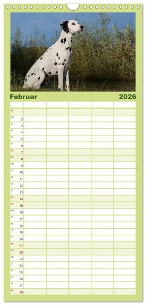 Produktbild: Familienplaner 2026 - Auf den Punkt - Dalmatiner mit 5 Spalten (Wandkalender, 21 x 45 cm) CALVENDO