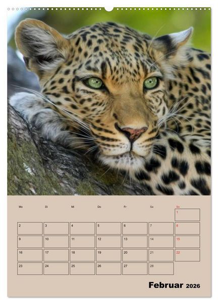 Produktbild: Gro&szlig;katzen. Raubkatzengesichter (hochwertiger Premium Wandkalender 2026 DIN A2 hoch), Kunstdruck in Hochglanz