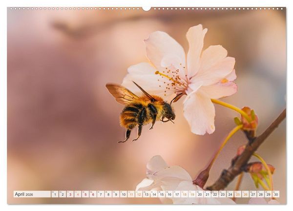 Produktbild: Bienen und Hummeln in Aktion (hochwertiger Premium Wandkalender 2026 DIN A2 quer), Kunstdruck in Hochglanz