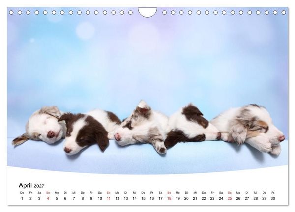 Produktbild: S&uuml;&szlig;e Tr&auml;ume 2027 - schlafende Hundewelpen (Wandkalender 2027 DIN A4 quer), CALVENDO Monatskalender