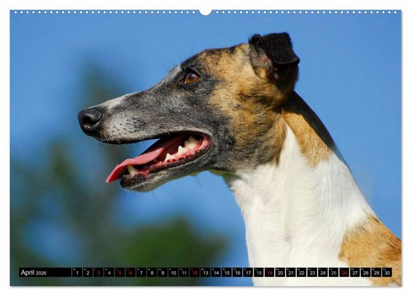 Produktbild: Schnell wie der Wind - Whippet (Wandkalender 2026 DIN A2 quer), CALVENDO Monatskalender
