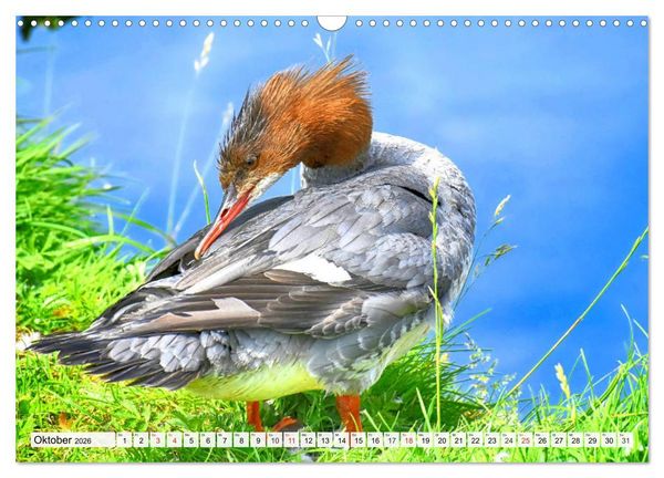Produktbild: Enten. Bezaubernde und beliebte Schwimmer (Wandkalender 2026 DIN A3 quer), CALVENDO Monatskalender