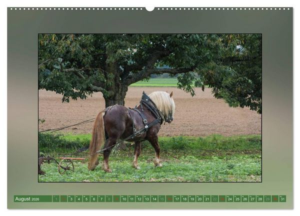 Produktbild: Pferde Vom Minishetty bis zum Kaltblut (Wandkalender 2026 DIN A2 quer), CALVENDO Monatskalender
