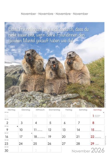 Produktbild: Kleine Freunde 2026 - Bildkalender 23,7x34 cm - Kalender mit Platz für Notizen - mit vielen Zusatzinformationen - Wandkalender - Alpha Edition