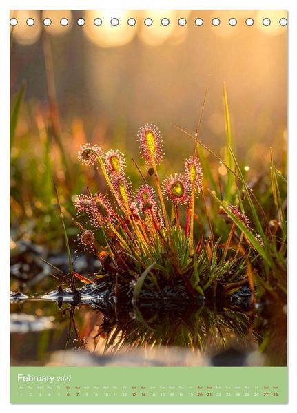 Produktbild: Bizarre Carnivores (Desk Calendar 2027 DIN A5 portrait), CALVENDO 12 Month DeskCalendar