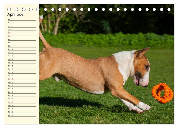 Produktbild: Bullterrier (Tischkalender 2026 DIN A5 quer), CALVENDO Monatskalender