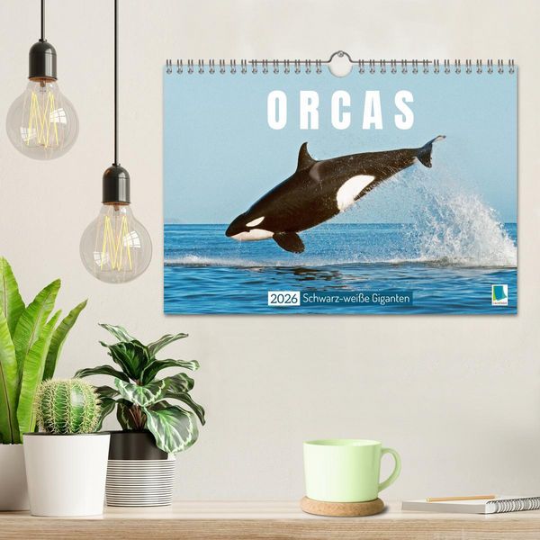 Produktbild: Orcas: Schwarz-wei&szlig;e Giganten (Wandkalender 2026 DIN A4 quer), CALVENDO Monatskalender