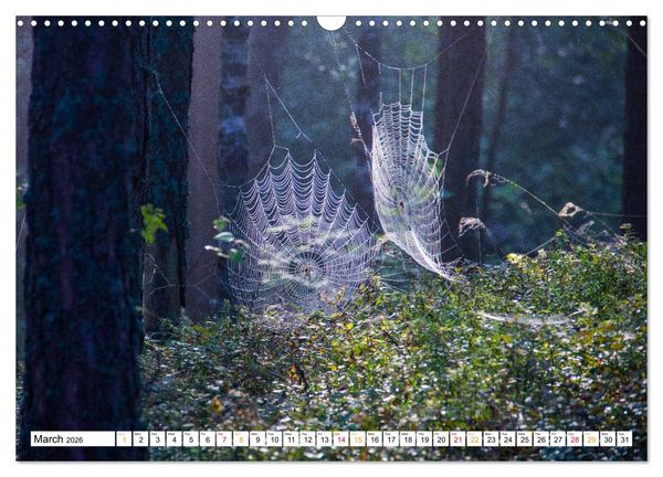 Produktbild: Four seasons in Estonia (Wall Calendar 2026 DIN A3 landscape), CALVENDO 12 Month Wall Calendar