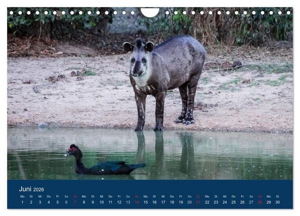 Produktbild: Brasilien tierisch gut 2026 (Wandkalender 2026 DIN A4 quer), CALVENDO Monatskalender