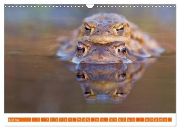 Produktbild: Farbige Fr&ouml;sche (Wandkalender 2026 DIN A3 quer), CALVENDO Monatskalender