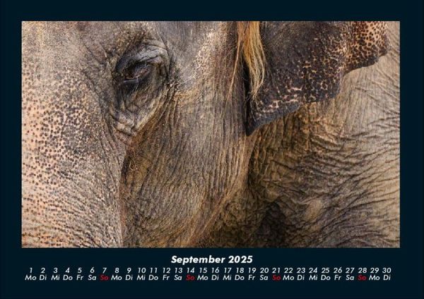 Produktbild: Elefanten - Die sanften Riesen Afrikas 2025 Fotokalender DIN A4