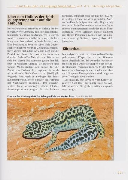 Produktbild: Leopardgeckos