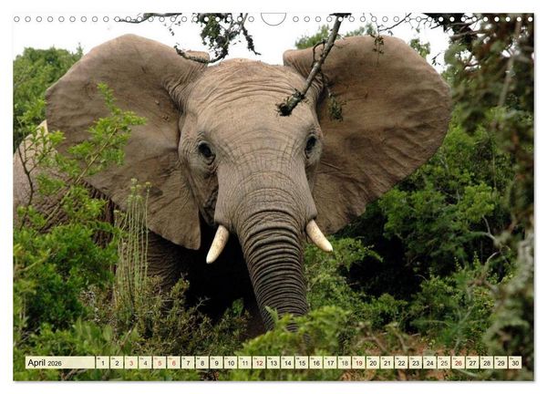 Produktbild: Afrika. Botswanas wundervolle Tierwelt (Wandkalender 2026 DIN A3 quer), CALVENDO Monatskalender
