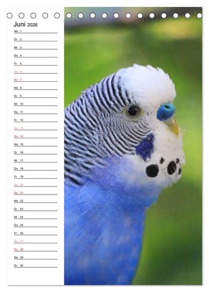 Produktbild: WELLENSITTICHE - S&uuml;&szlig;e Wellis (Tischkalender 2026 DIN A5 hoch), CALVENDO Monatskalender