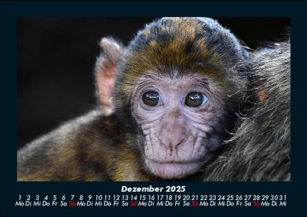 Produktbild: Der Tierkalender 2025 Fotokalender DIN A5