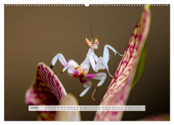 Produktbild: Die Orchideen Gottesanbeterin (Wandkalender 2026 DIN A2 quer), CALVENDO Monatskalender