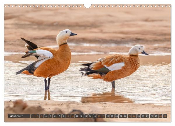 Produktbild: Die sch&ouml;nsten Brutv&ouml;gel Lanzarotes (Wandkalender 2027 DIN A3 quer), CALVENDO Monatskalender