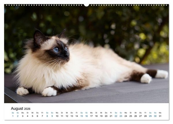 Produktbild: Heilige Birma Katzen mit traumhaft blauen Augen und wei&szlig;en Pf&ouml;tchen (Wandkalender 2026 DIN A2 quer), CALVENDO Monatskalender