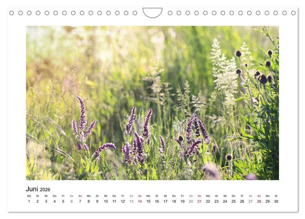 Produktbild: Mein Sehnsuchtsort, die Blumenwiese (Wandkalender 2026 DIN A4 quer), CALVENDO Monatskalender