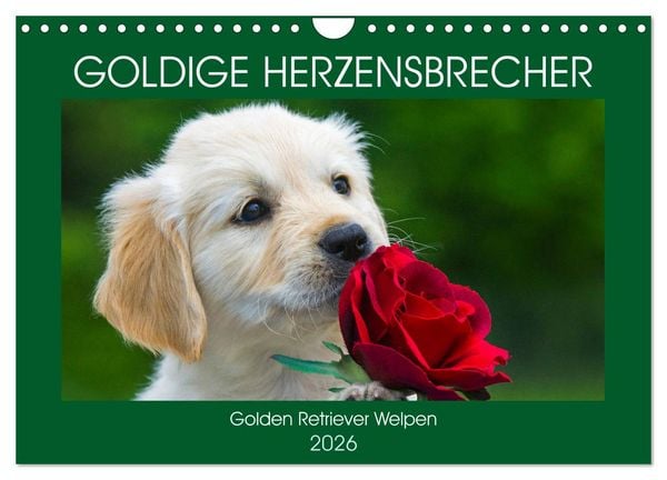 Produktbild: Goldige Herzensbrecher - Golden Retriever Welpen (Wandkalender 2026 DIN A4 quer), CALVENDO Monatskalender