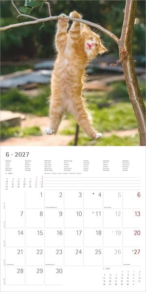 Produktbild: Funny Cats 2027