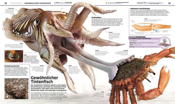 Produktbild: DK Wissen. Ozeane